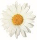 Daisy150plus