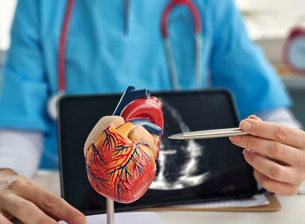 Physician holding a model of a heart